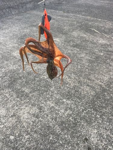 マダコの釣果
