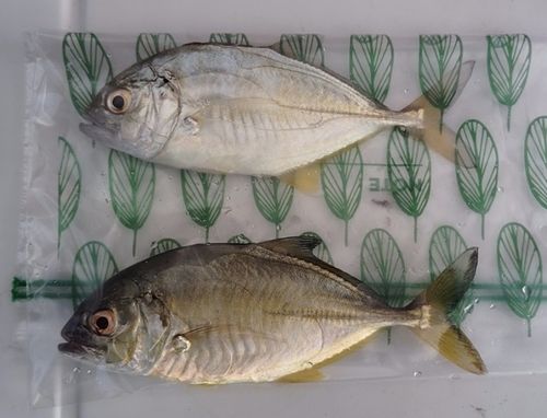 メッキの釣果