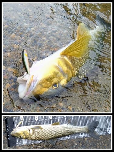 ニゴイの釣果