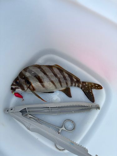タカノハダイの釣果