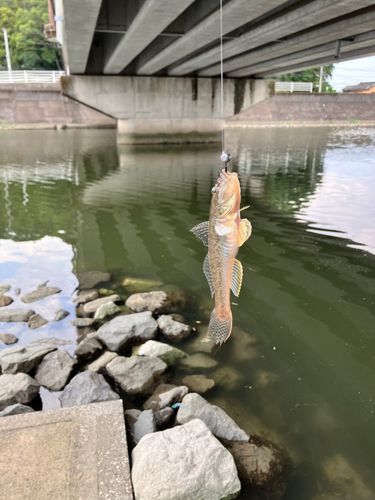ハゼの釣果