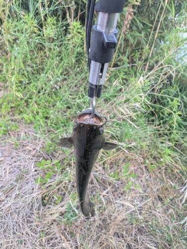 ナマズの釣果