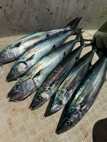 サゴシの釣果