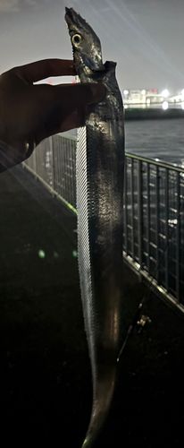 タチウオの釣果