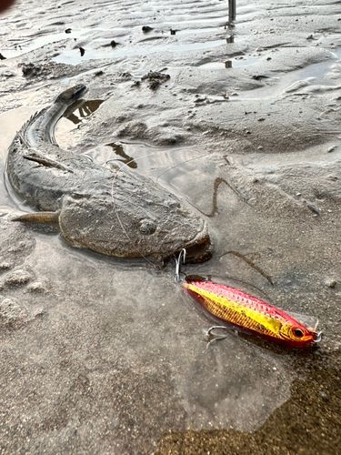 マゴチの釣果