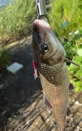 ニゴイの釣果