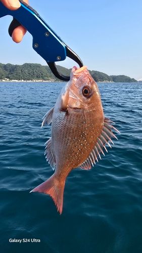 マダイの釣果