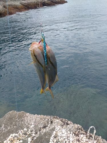 ネイリの釣果