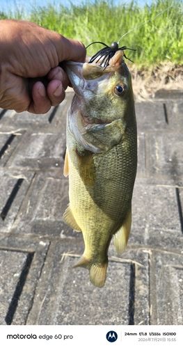 ブラックバスの釣果