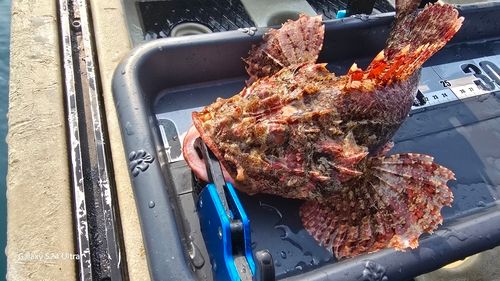 オニカサゴの釣果