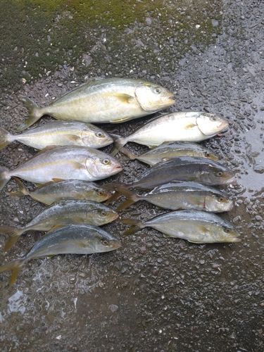 ネイリの釣果
