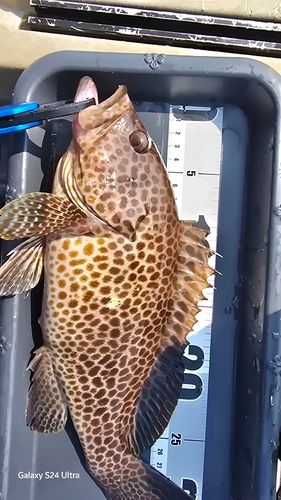 オオモンハタの釣果