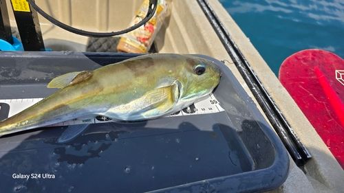 クサフグの釣果