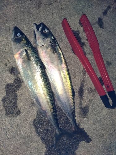 サバの釣果