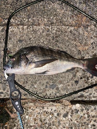 チヌの釣果