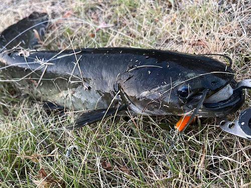 ナマズの釣果