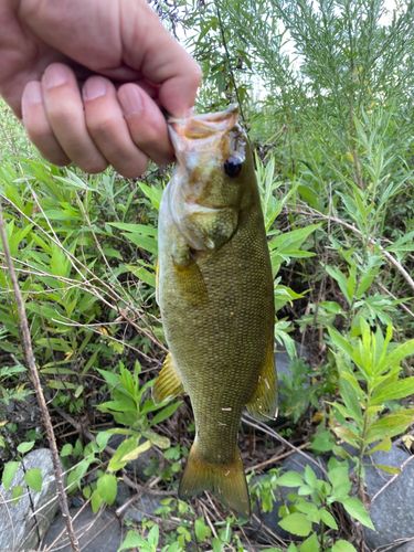 スモールマウスバスの釣果