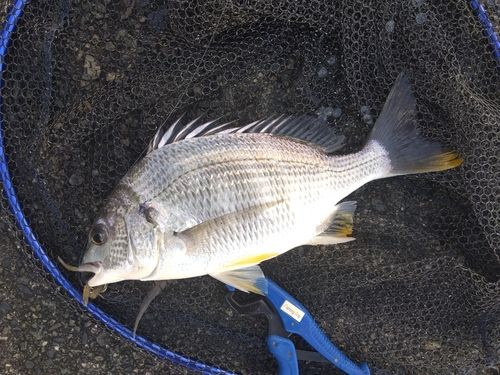 キビレの釣果
