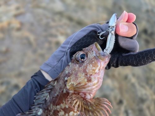 アラカブの釣果
