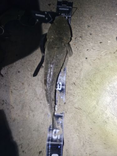 マゴチの釣果