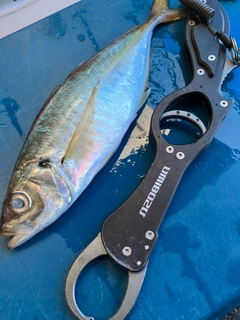 マアジの釣果