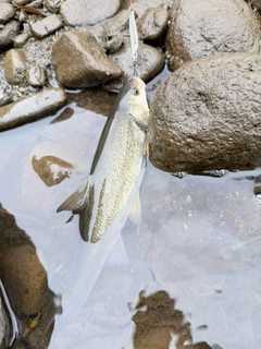 ウグイの釣果