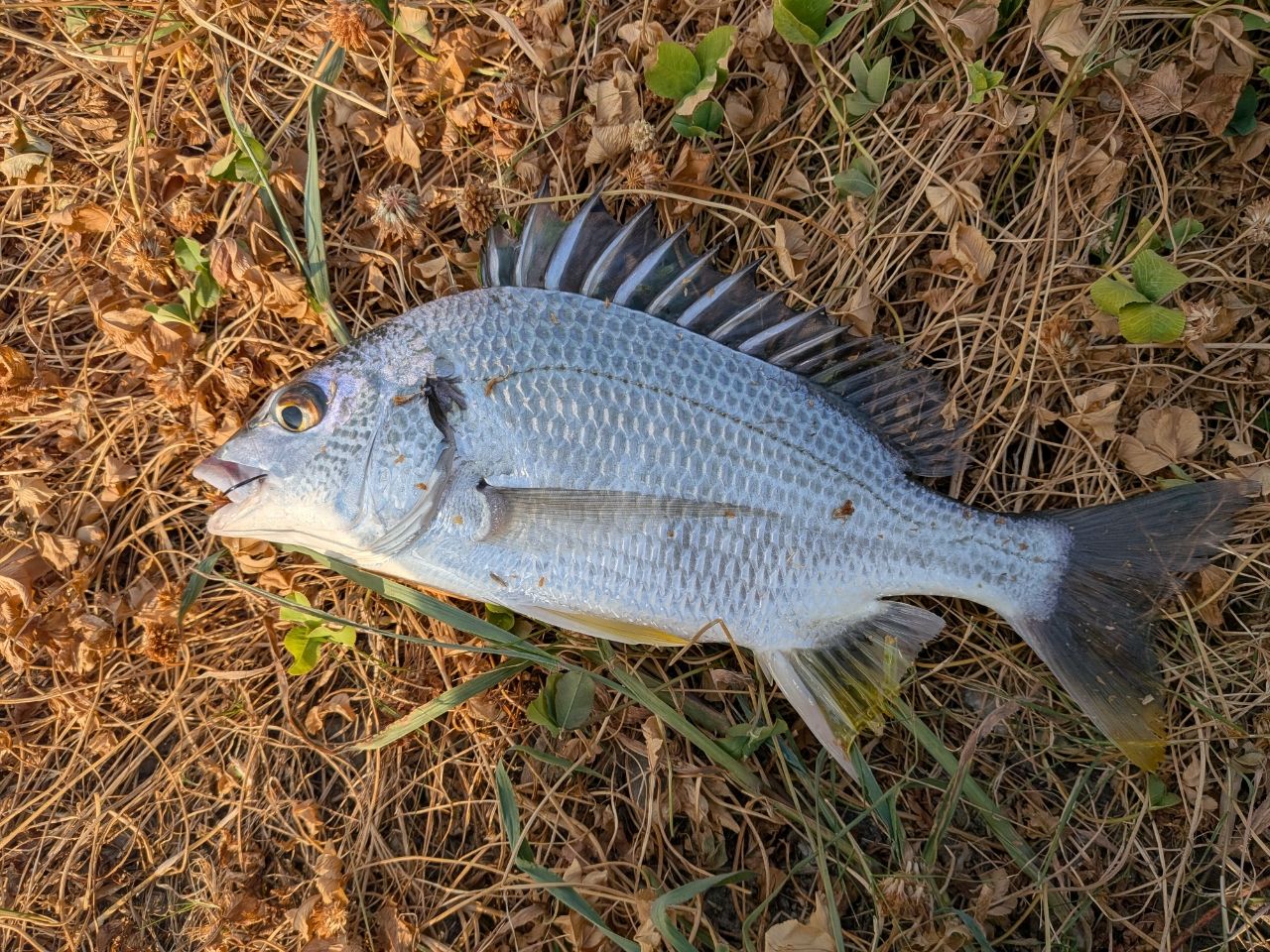 SHIMANO 23ディアルーナ S86MLの最安値・インプレ・釣果 | 本音の