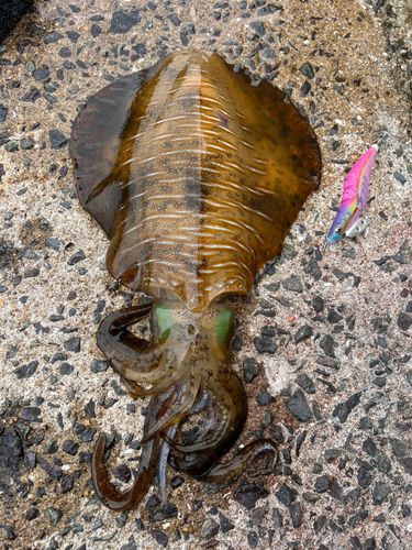 アオリイカの釣果