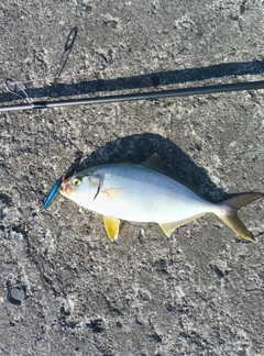 ショゴの釣果
