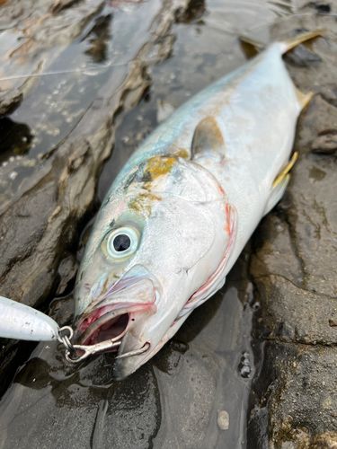 ヒラマサの釣果