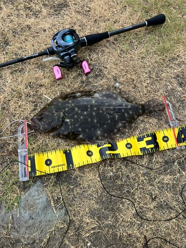 ヒラメの釣果