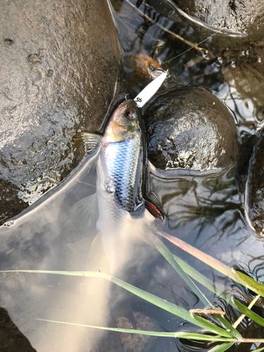 カワムツの釣果