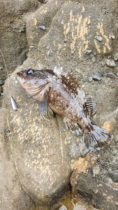 ムラソイの釣果