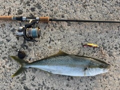 ヒラマサの釣果