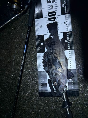 クロソイの釣果