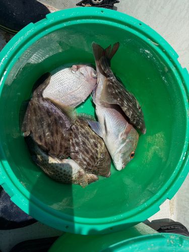 マダイの釣果