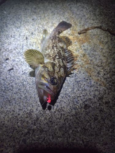 クロソイの釣果