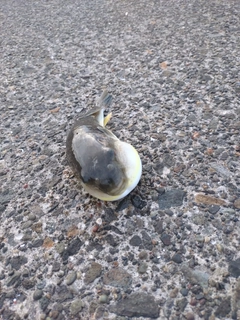 フグの釣果