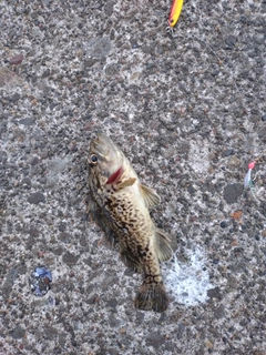 クロソイの釣果