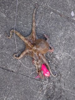タコの釣果