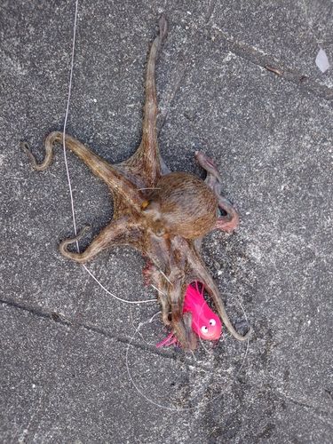 タコの釣果