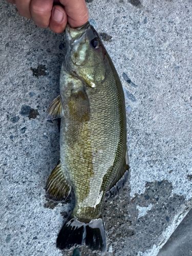 スモールマウスバスの釣果