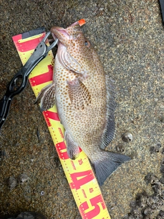オオモンハタの釣果