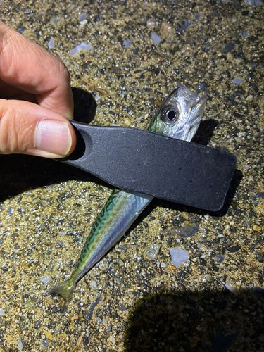サバの釣果