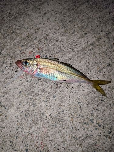 茨城県で釣れたウマヅラハギの釣り・釣果情報 - アングラーズ | 釣果
