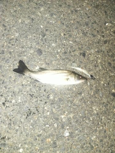 セイゴ（マルスズキ）の釣果