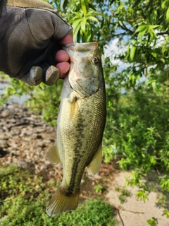 ラージマウスバスの釣果
