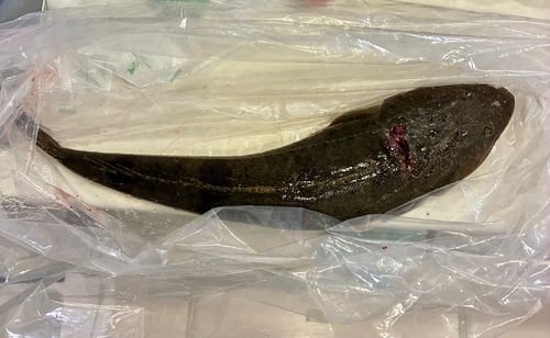 マゴチの釣果