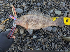 オオモンハタの釣果