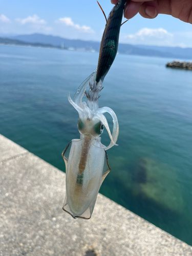 アオリイカの釣果